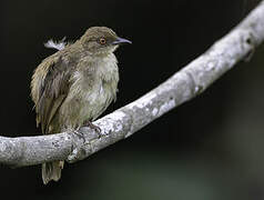 Asian Red-eyed Bulbul