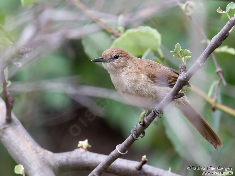 Bulbul brun