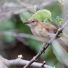 Bulbul brun