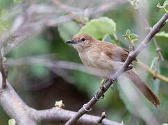 Bulbul brun