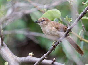 Bulbul brun