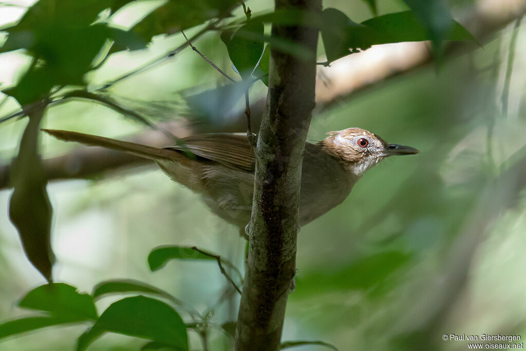 Bulbul brunadulte