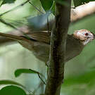Bulbul brun
