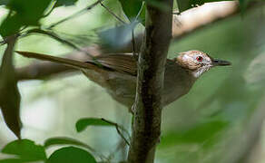 Northern Brownbul