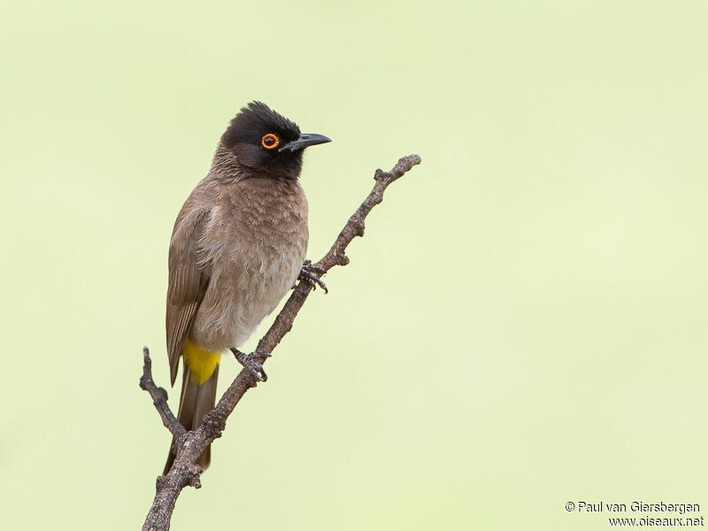 African Red-eyed Bulbuladult