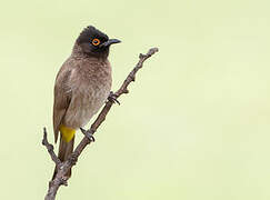 African Red-eyed Bulbul