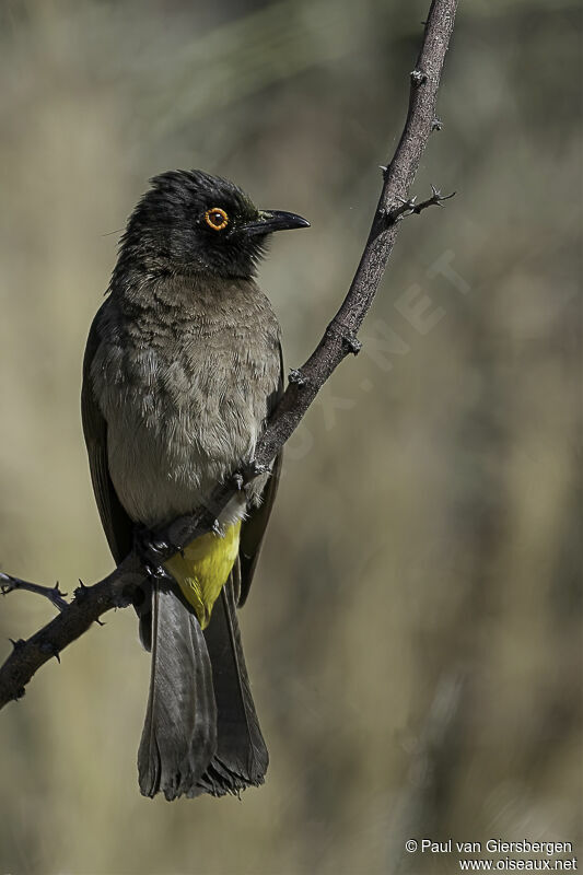 African Red-eyed Bulbuladult