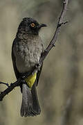 African Red-eyed Bulbul