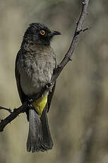 Bulbul brunoir