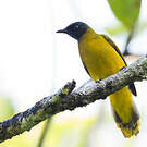 Bulbul cap-nègre