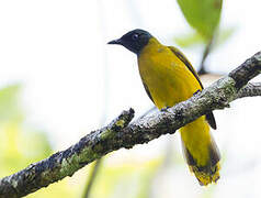 Black-headed Bulbul