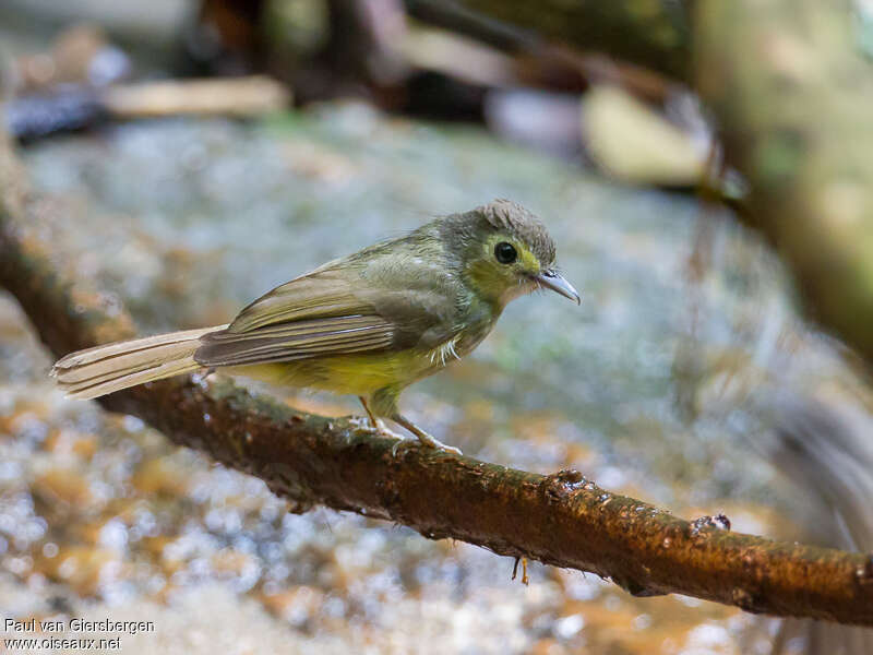 Bulbul cheveluadulte, identification