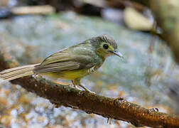 Hairy-backed Bulbul