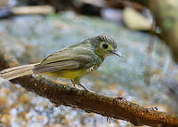 Bulbul chevelu