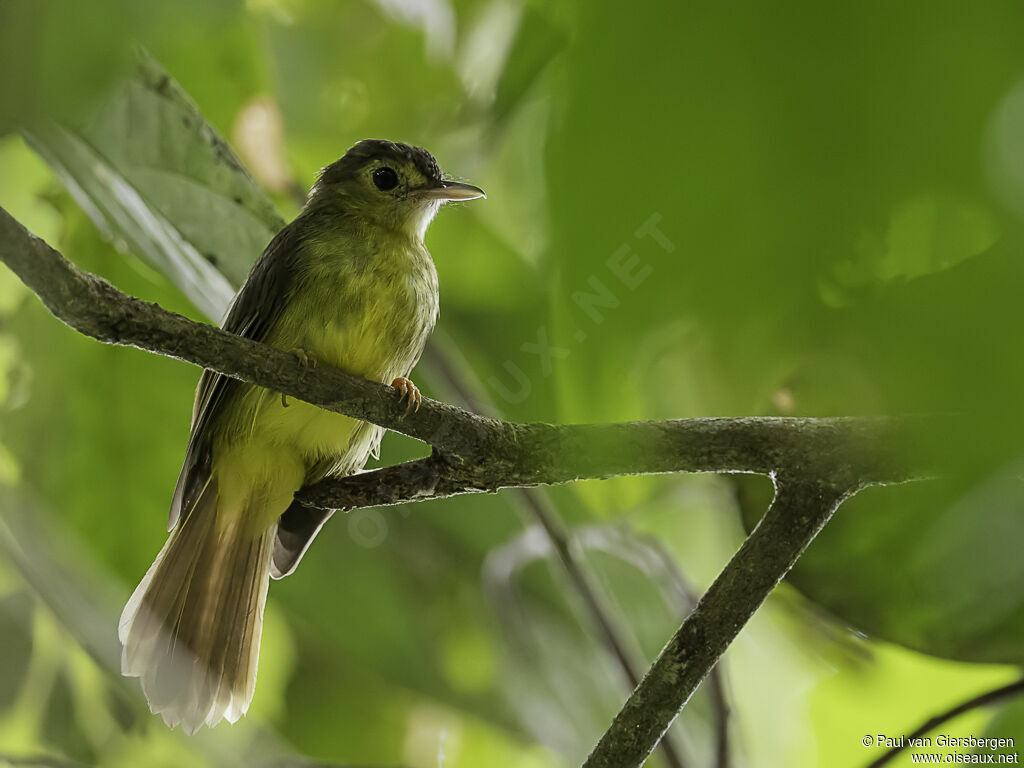 Hairy-backed Bulbuladult