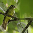 Bulbul chevelu