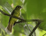 Bulbul chevelu