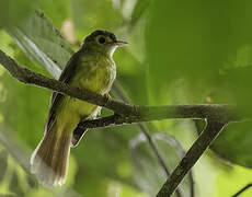 Hairy-backed Bulbul