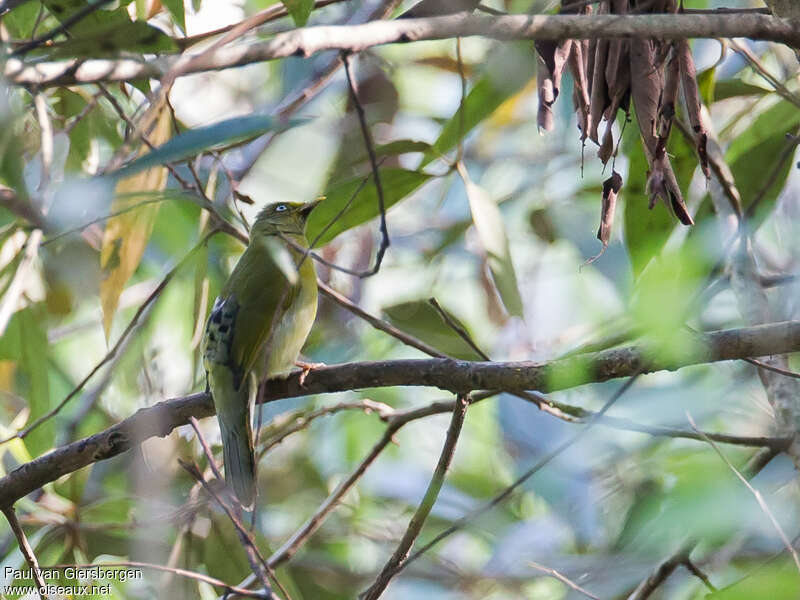 Bulbul colombaradulte, identification