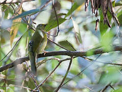 Bulbul colombar