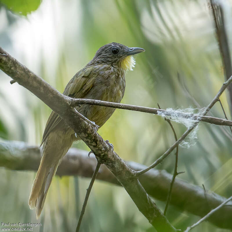 Western Bearded Greenbuladult, identification