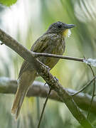 Western Bearded Greenbul