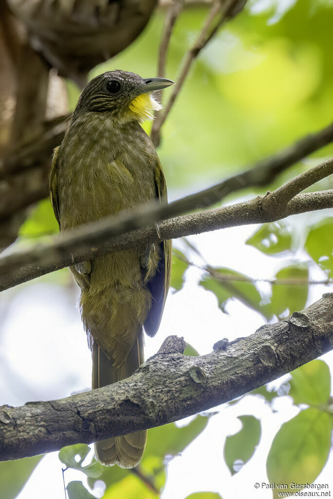 Bulbul crinonadulte