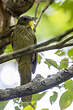 Bulbul crinon