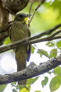 Western Bearded Greenbul