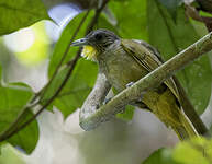 Bulbul crinon