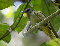 Bulbul crinon