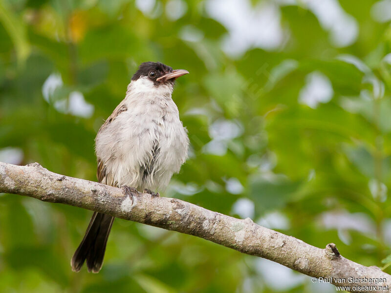 Bulbul cul-d'or