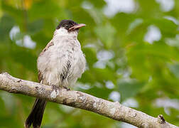 Bulbul cul-d'or