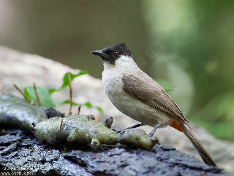 Bulbul cul-d'oradulte, identification