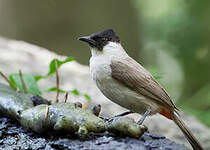 Bulbul cul-d'or