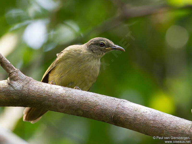 Bulbul curvirostre