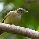 Bulbul curvirostre
