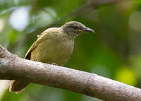 Bulbul curvirostre