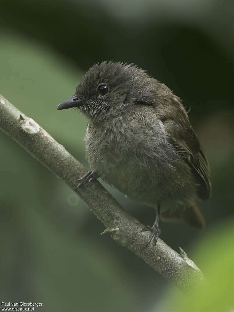 Ansorge's Greenbuladult, close-up portrait