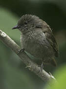 Ansorge's Greenbul