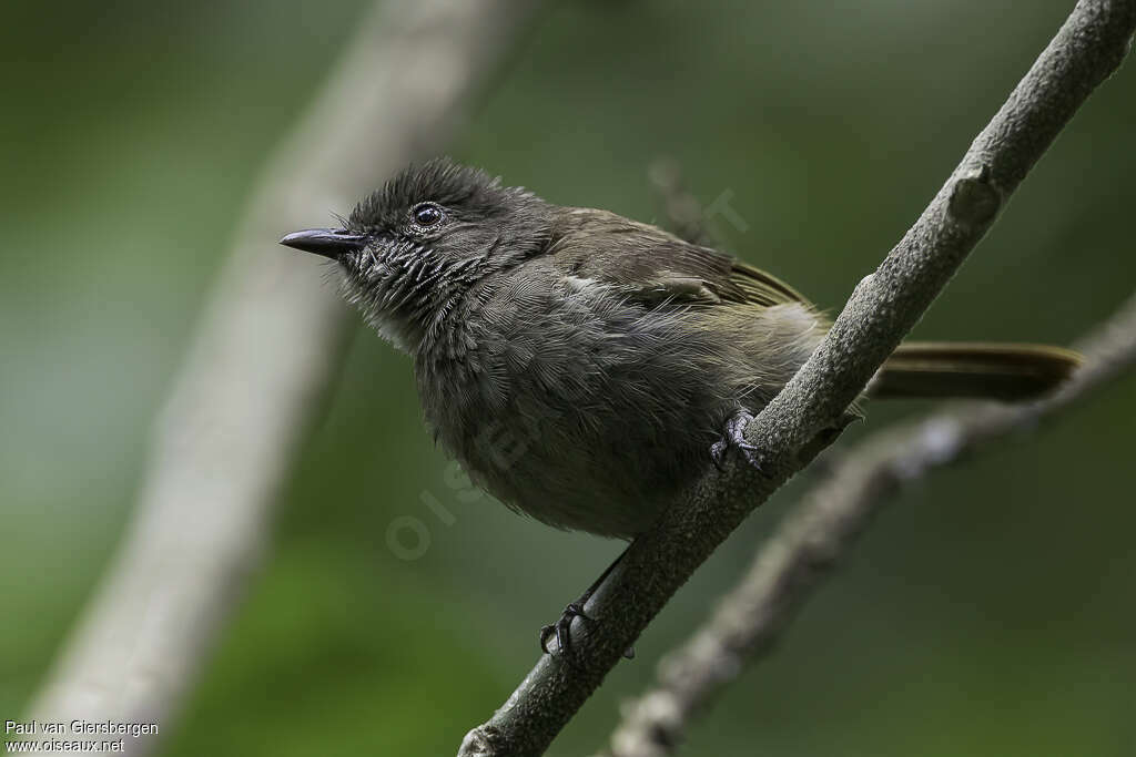 Bulbul d'Ansorgeadulte, identification