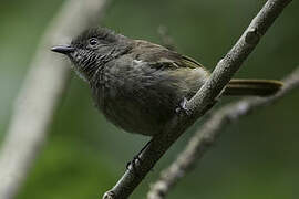 Bulbul d'Ansorge