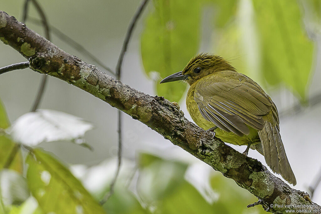 Bulbul d'Everettadulte