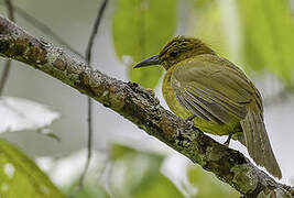 Yellowish Bulbul