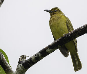 Bulbul d'Everett