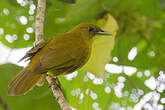 Bulbul d'Halmahera