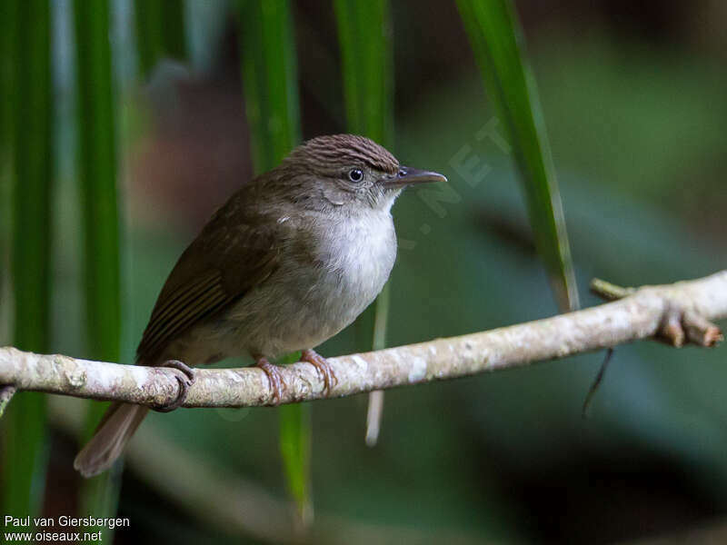 Buff-vented Bulbul, close-up portrait, pigmentation