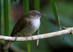 Buff-vented Bulbul