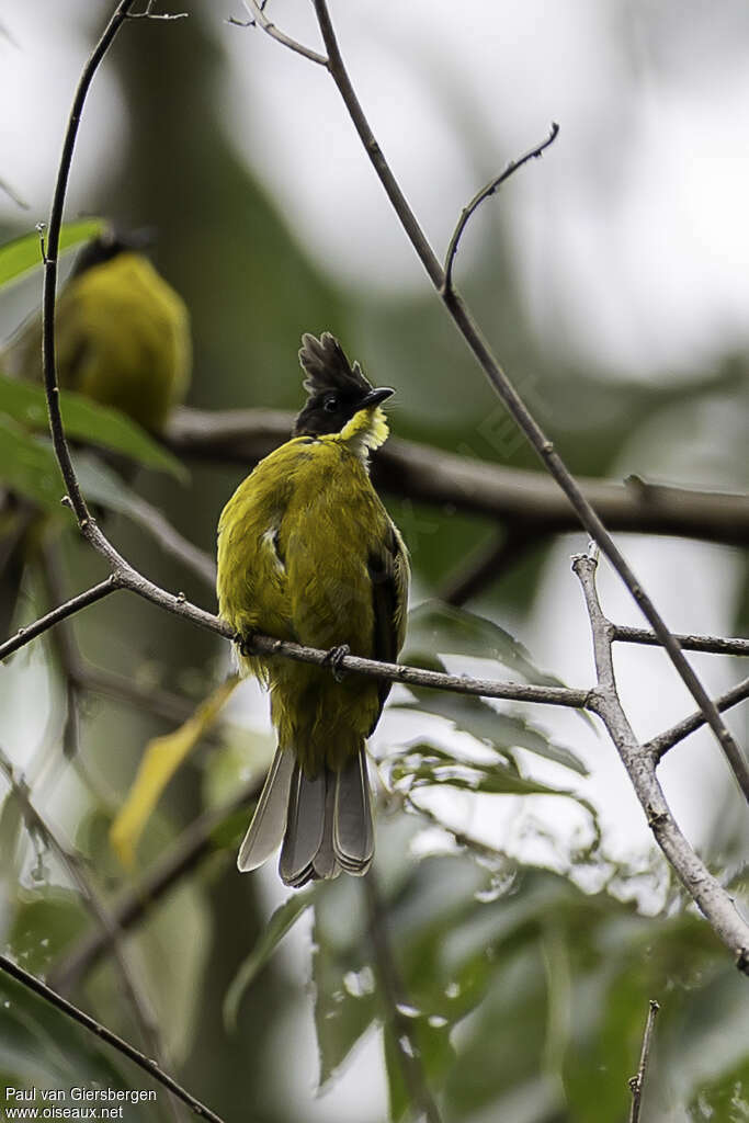 Bornean Bulbuladult