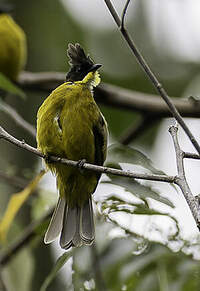 Bulbul de Bornéo